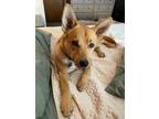 Adopt Jetters a Red/Golden/Orange/Chestnut Shiba Inu / Mixed dog in Aurora