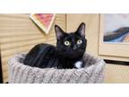 Adopt Merri a Domestic Short Hair