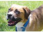 Adopt TINA a Boxer dog in Kuna, ID (38287317)