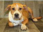 Adopt Sprite K100 6/8/23 a Brown/Chocolate Australian Cattle Dog / American Pit