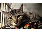 Adopt Candy Man a Gray or Blue Domestic Shorthair / Domestic Shorthair / Mixed