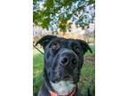 Adopt Lucky a Black Retriever (Unknown Type) / Mixed dog in Yakima