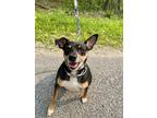 Adopt Chachi a Black - with Tan, Yellow or Fawn Rat Terrier / Mixed dog in Grand
