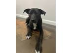 Adopt Polly a Black - with White Labrador Retriever / Mixed Breed (Medium) /