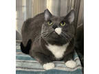 Adopt Karina a Gray or Blue Domestic Shorthair / Domestic Shorthair / Mixed cat