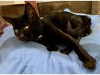 Adopt Toph (Pending adoption) a All Black Domestic Shorthair (short coat) cat in