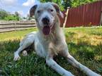 Adopt Tessie a White - with Black Catahoula Leopard Dog / Mixed Breed (Medium) /