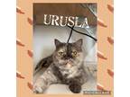 Adopt Ursula a Brown or Chocolate (Mostly) Exotic (short coat) cat in Joplin