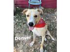 Adopt Denver a Tan/Yellow/Fawn Shepherd (Unknown Type) / Mixed dog in Joplin