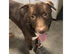 Adopt Coco a Brown/Chocolate Labrador Retriever / Husky / Mixed dog in Cabot