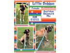 Adopt Little Debbie a Tan/Yellow/Fawn Anatolian Shepherd / Mixed dog in