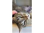 Adopt Peach a Domestic Shorthair / Mixed (short coat) cat in Tiffin