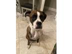 Adopt Millie II a Brindle - with White Boxer / Mixed dog in Austin