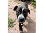 Adopt Shirley a Black - with White Cattle Dog / Pit Bull Terrier / Mixed dog in