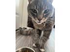 Adopt Ashton a Gray, Blue or Silver Tabby Domestic Shorthair (short coat) cat in