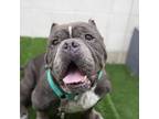 Adopt Tony a Gray/Silver/Salt & Pepper - with Black American Staffordshire