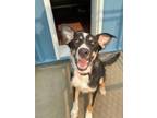 Adopt Murray a Black Mixed Breed (Medium) / Mixed dog in Aberdeen, SD (38343385)