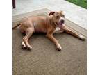 Adopt Love a Tan/Yellow/Fawn Pit Bull Terrier / Mixed dog in Austin