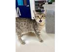 Adopt Alan QC Red Condo 6/6/23 a Gray or Blue Domestic Shorthair / Domestic