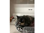 Adopt Alice a Tortoiseshell Domestic Shorthair (short coat) cat in Byron Center