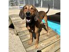 Adopt Brutus a Tan/Yellow/Fawn Mixed Breed (Medium) / Mixed dog in Charleston