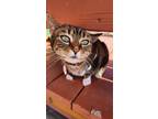 Adopt Frances a Domestic Shorthair / Mixed (short coat) cat in Hartville
