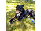 Adopt Sega a Black American Pit Bull Terrier / Mixed dog in Kansas City