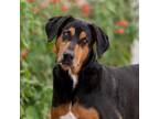 Adopt PECAN a Black Black and Tan Coonhound / Mixed Breed (Large) / Mixed dog in