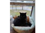 Adopt Salem (Adult) a Domestic Longhair / Mixed (long coat) cat in Richland