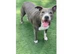 Adopt Belinda a American Staffordshire Terrier / Mixed dog in El Cajon
