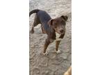 Adopt Reebok a American Pit Bull Terrier / Mixed dog in PAHRUMP, NV (38301378)