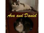 Adopt Ava and Daniel: Courtesy Post a Domestic Shorthair / Mixed (short coat)