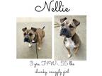 Adopt Nellie a Mixed Breed (Medium) / Mixed dog in Albany, GA (38095218)