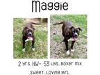 Adopt Maggie a Boxer / Mixed Breed (Medium) / Mixed dog in Albany, GA (38085885)