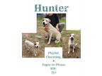 Adopt Hunter a Mixed Breed (Medium) / Mixed dog in Albany, GA (38235117)