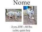 Adopt Nome a Husky / Mixed Breed (Medium) / Mixed dog in Albany, GA (38209237)
