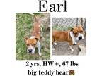 Adopt Earl a Mixed Breed (Medium) / Mixed dog in Albany, GA (38095216)