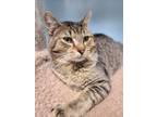 Adopt Tiger a Domestic Shorthair / Mixed (short coat) cat in Henderson
