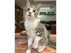 Adopt Kaze a Domestic Shorthair / Mixed (short coat) cat in Spring