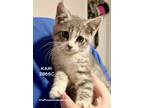Adopt Kami a Domestic Shorthair / Mixed (short coat) cat in Spring
