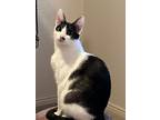 Adopt Mama Emmy a Domestic Shorthair / Mixed (short coat) cat in Brigham City -
