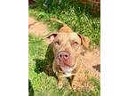 Adopt Journey a Tan/Yellow/Fawn Pit Bull Terrier dog in Oklahoma City