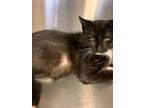 Adopt Gidget a Black & White or Tuxedo Domestic Shorthair / Mixed cat in Bossier