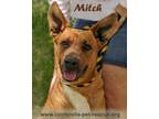 Adopt Mitch a Brown/Chocolate Shepherd (Unknown Type) / Labrador Retriever dog