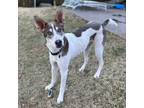 Adopt Dusty a Husky / Shepherd (Unknown Type) / Mixed dog in Little Rock