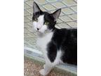 Adopt Jett a Domestic Shorthair / Mixed (short coat) cat in Ft.