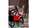 Adopt Garth a Brown Tabby Domestic Shorthair (short coat) cat in Linton