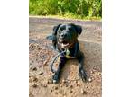 Adopt Lola (formerly Madelyn) a Black American Staffordshire Terrier dog in