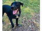Adopt Barbara a Black - with White Labrador Retriever / Mixed Breed (Medium) dog