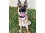Adopt Tilly a Tan/Yellow/Fawn German Shepherd Dog dog in los angeles